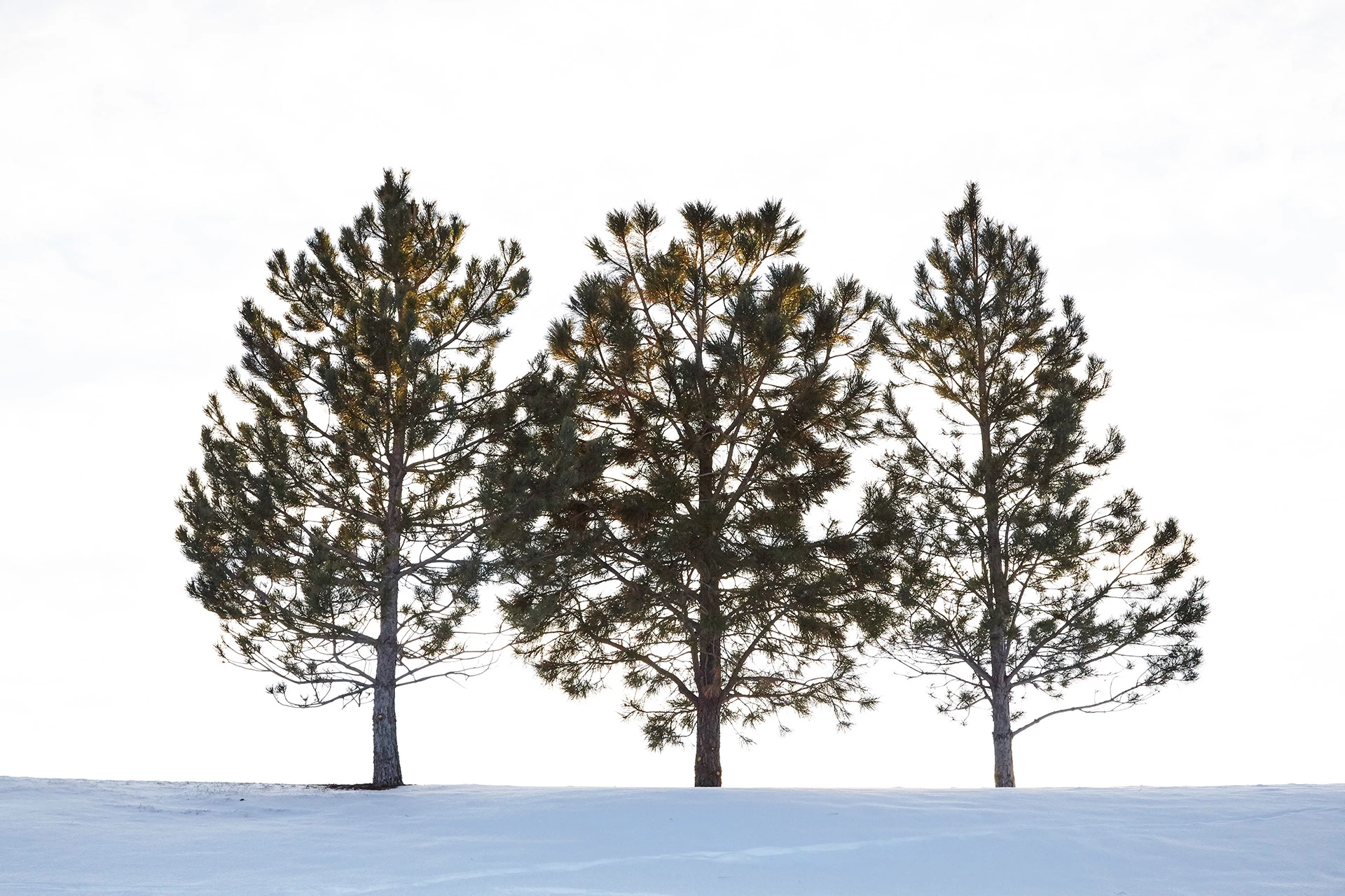 Black Bear Golf Club - Snow