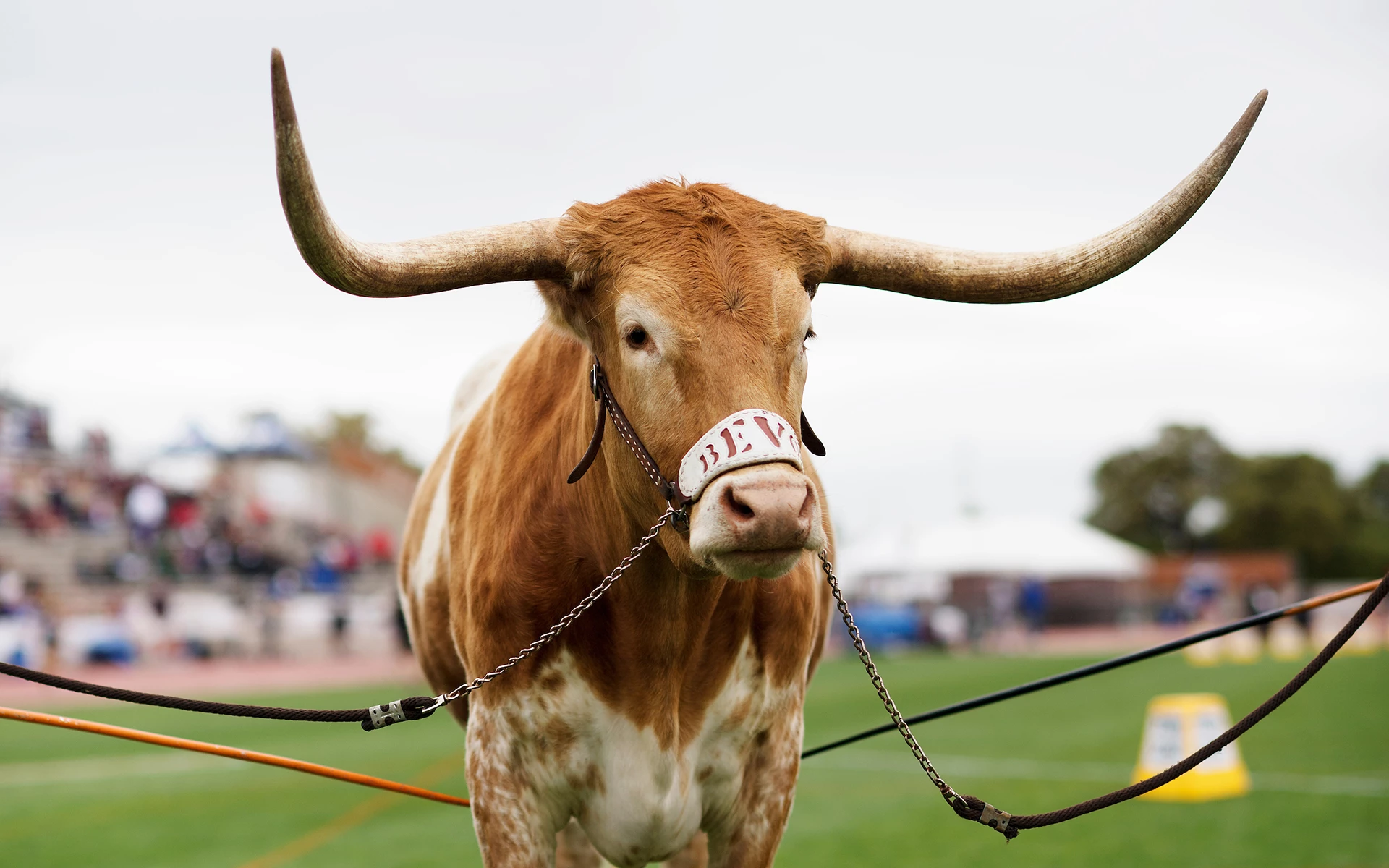 The University of Texas Club - Bevo